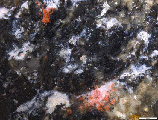 02 red pigment traces near the join line suprailium.tif