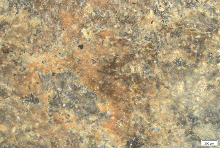01 orange pigment thigh front.tif