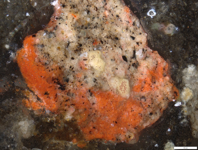01 red and yellow residue in suprailium.tif