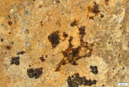 01 red brown spots suprailium_possible yellow.tif
