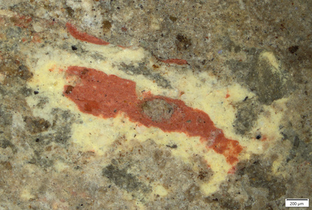 01 red over yellow suprailium front.tif